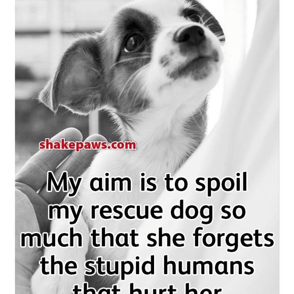 Rescuer of dogs...Seller of Homes - Picture 5 of 11